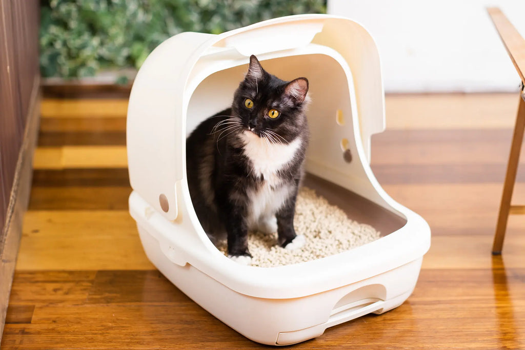Sistema de arena para gatos de dos niveles | Arenero con cubierta | Kit de inicio incluido