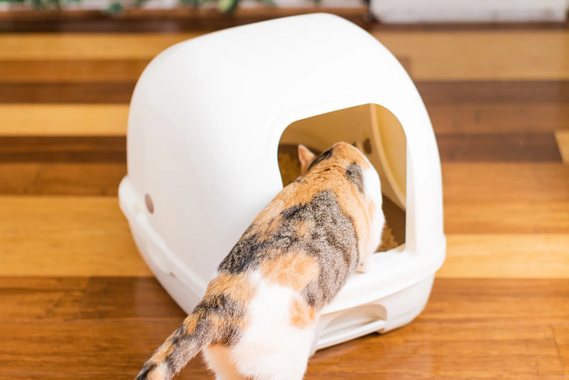 Sistema de arena para gatos de dos niveles | Arenero con cubierta | Kit de inicio incluido