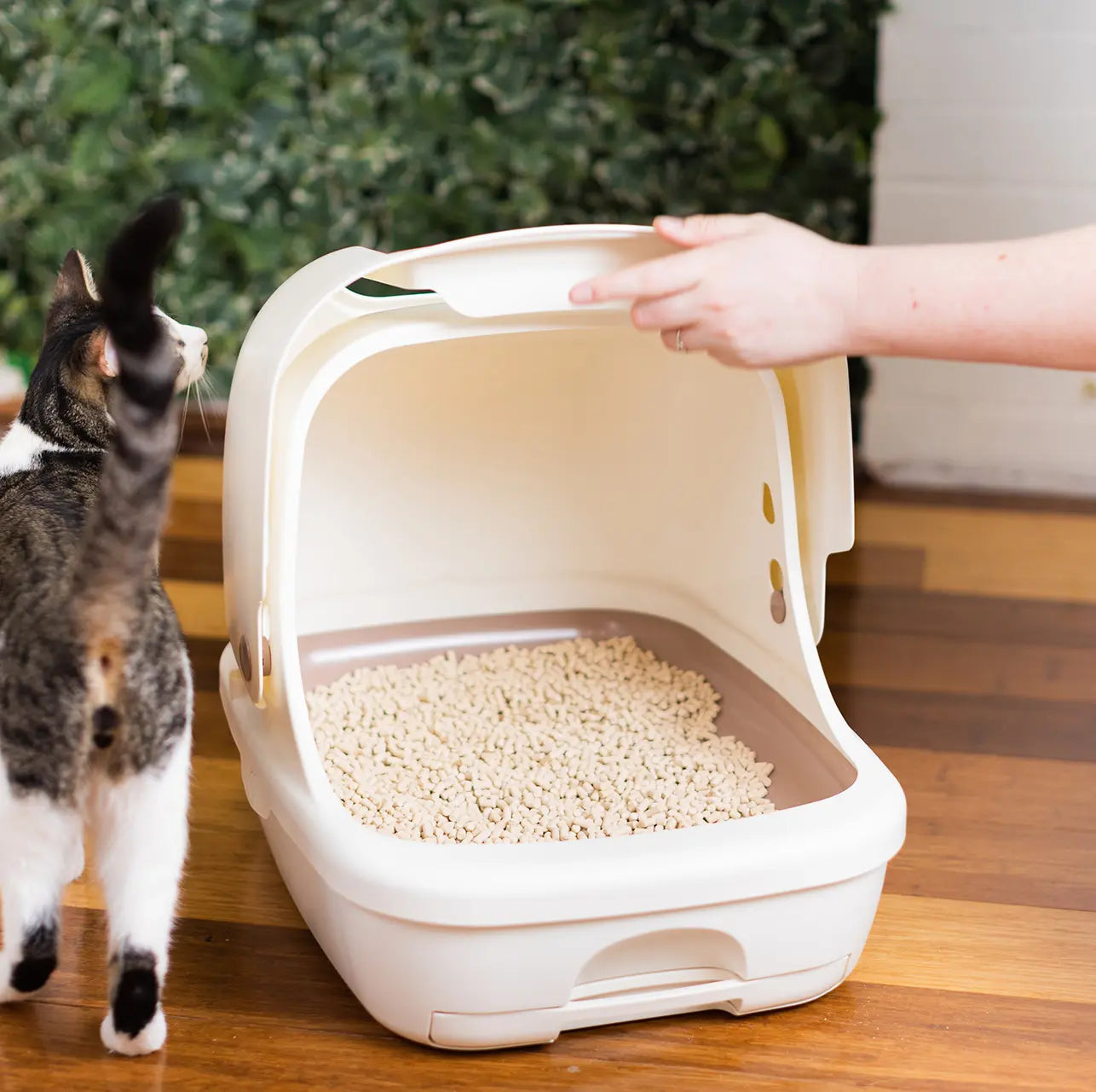 Sistema de arena para gatos de dos niveles | Arenero con cubierta | Kit de inicio incluido