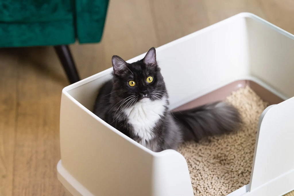 Sistema de arena para gatos de dos niveles | Arenero abierto extra grande | Kit de inicio incluido